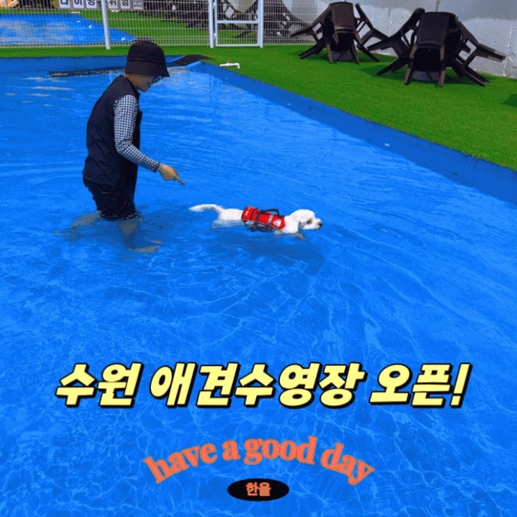  경기도애견놀이터 수원 애견수영장 도그플레이풀 신규 오픈!