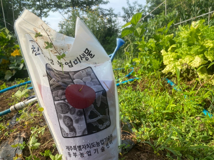 토양 속 미생물과 식물과의 공생 관계 토양 속 미생물과 식물과의 공생 관계