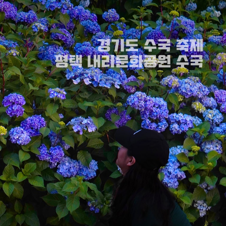  경기도 평택 수국 전시회, 내리문화공원 수국 축제