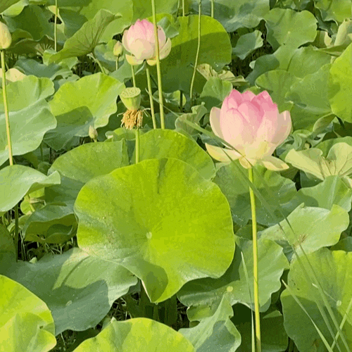 경주 아이랑 가볼만한 아침 산책길 :: 동궁과 월지 연꽃단지