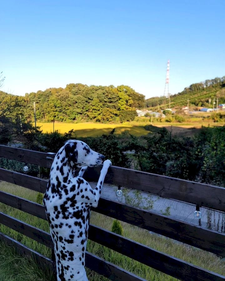 사진 8
