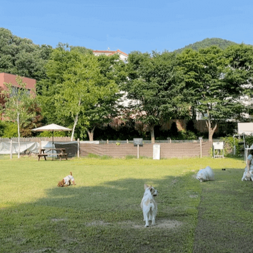  양주 강아지 운동장 네이처독 의정부 애견카페 산책 코스 추천