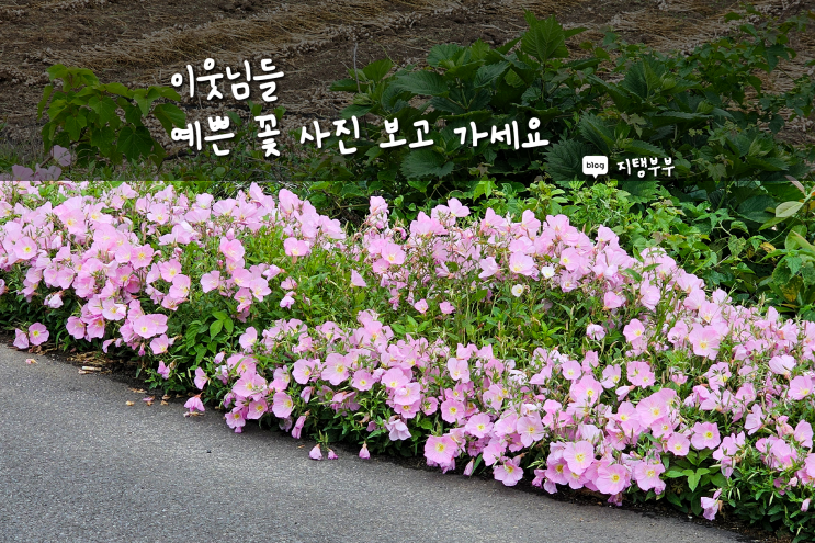  나는 아직 20대인뎅.. 왜 이렇게 꽃이 좋으까