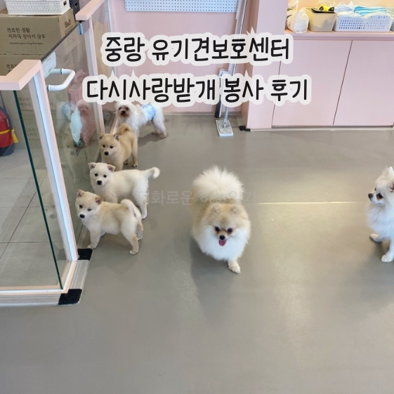  중랑 유기견 보호센터 봉사 예약 방법 | 다시사랑받개