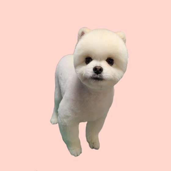 이레네 강아지