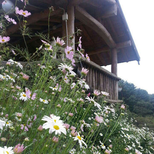 구절초펜션 사진 4