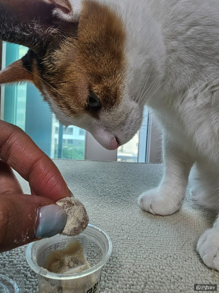  [내돈내산] 고양이 피모, 피부영양제_냐무환