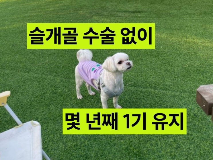  강아지 슬개골 탈구 수술 없이 영양제로 몇 년째 1기 유지 중