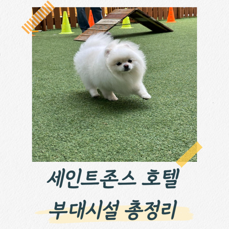  강릉 세인트존스 호텔 애견동반 부대시설 총정리, 도그베이 소식