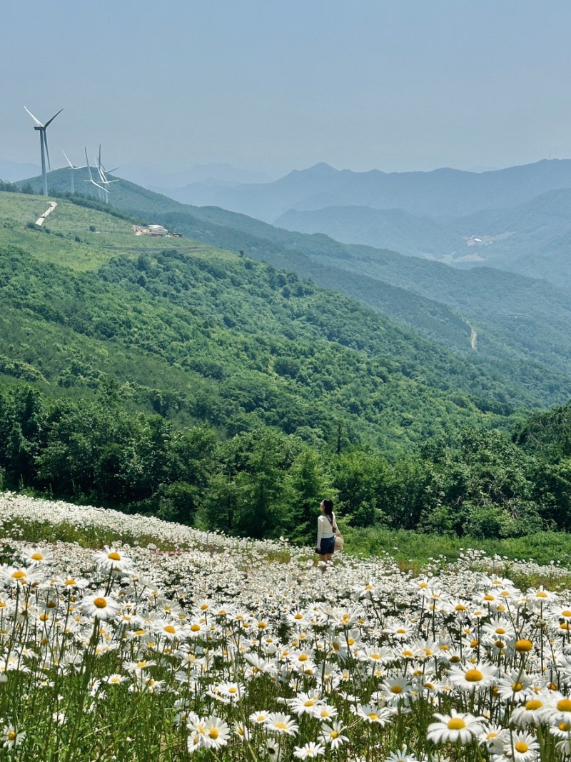 평창 육백마지기 데이지 포토존 추천과 초보운전 꿀팁 : 네이버 블로그
