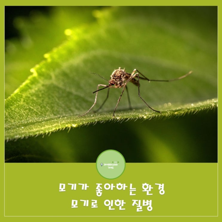  모기가 좋아하는 환경과 모기로 인한 질병 알아보기