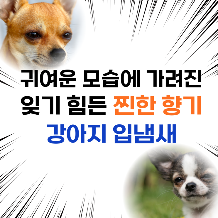  강아지 입냄새 자주 관리하지 않으면 큰 병원 갑니다!