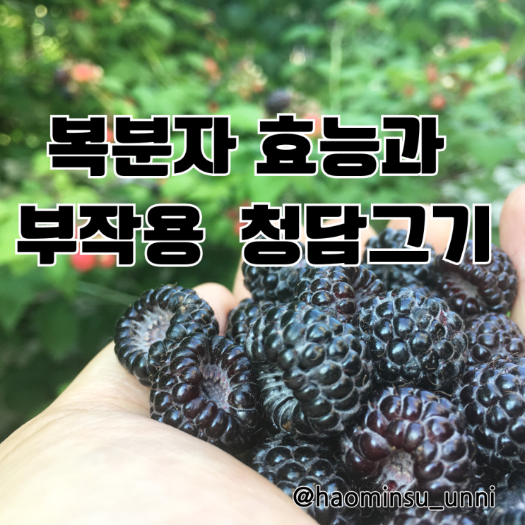  복분자 효능 부작용 복분자청 담그기