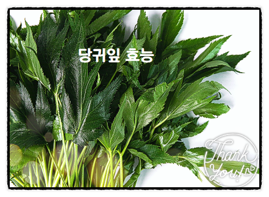  당귀잎 효능 당귀 효능