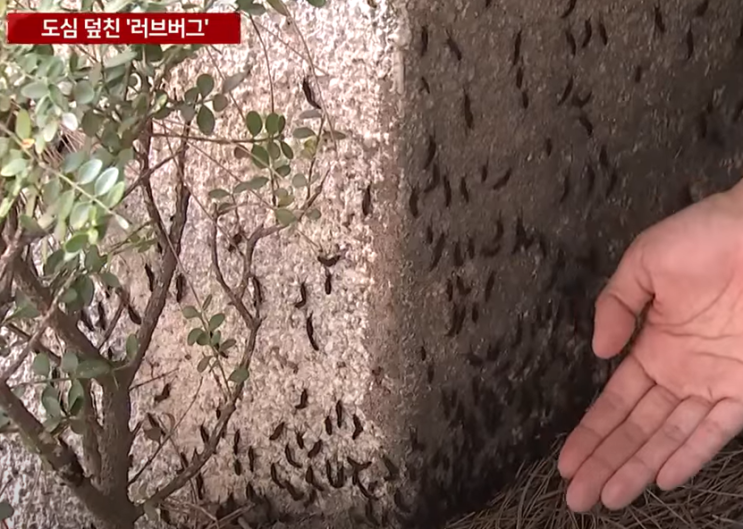  예년보다 빨리 나타난 '러브버그'...도심 곳곳 '우글우글' / YTN