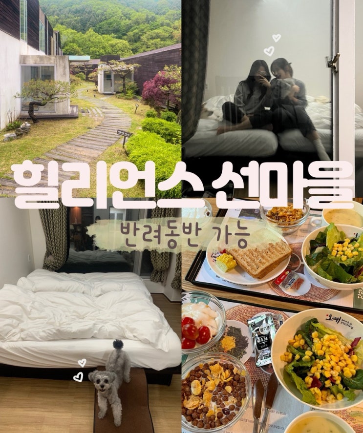  홍천 힐리언스 선마을 강아지와 애견동반 여행 조식 스파 트레킹코스 운동장
