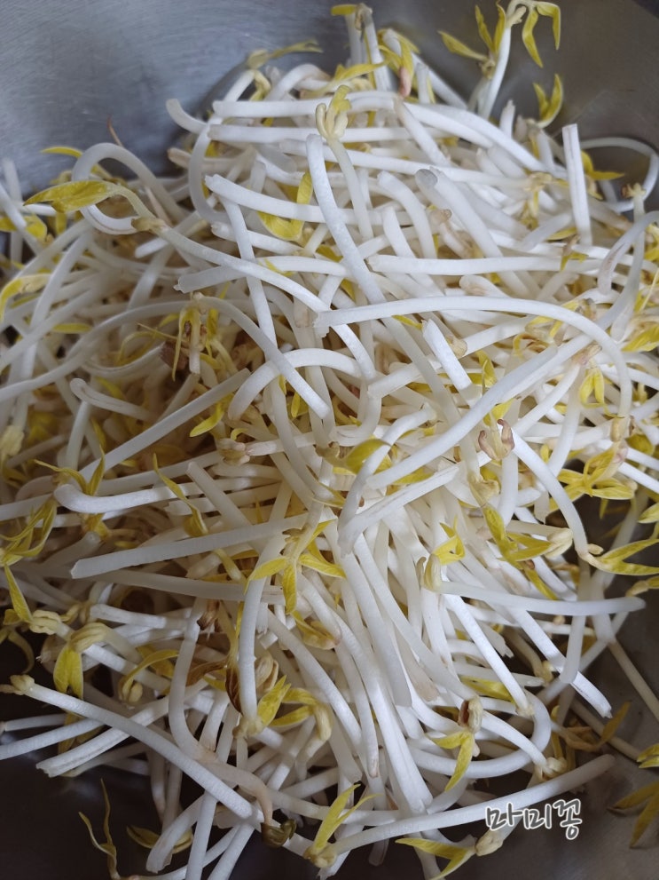  아삭아삭 탱글탱글 숙주나물무침 요리 숙주 찌기 레시피