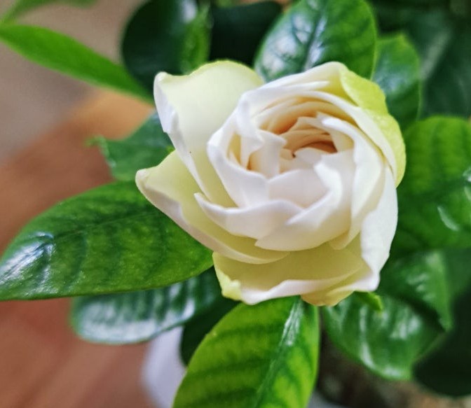  내이름 삼행시 챌린지 이어받아볼까요/공부하는 유목민님