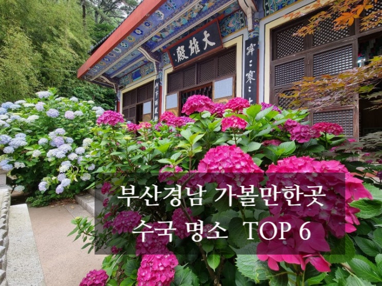  [부산 경남 근교 6월 7월 수국 여행 추천]오륙도가원카페,태종대 태종사,부산시민공원 수국정원,해운대송림공원수국,가덕도외양포수국,김해수안마을수국정원축제