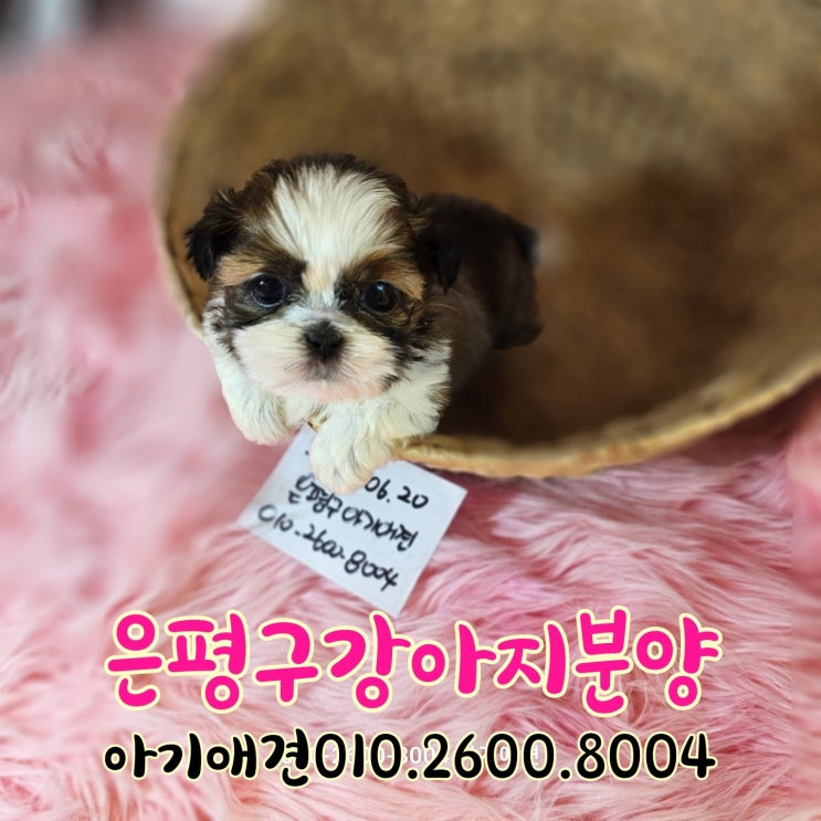  [은평구강아지분양] 귀엽고 사랑스러운 "시츄" 왕자님을 소개합니다.