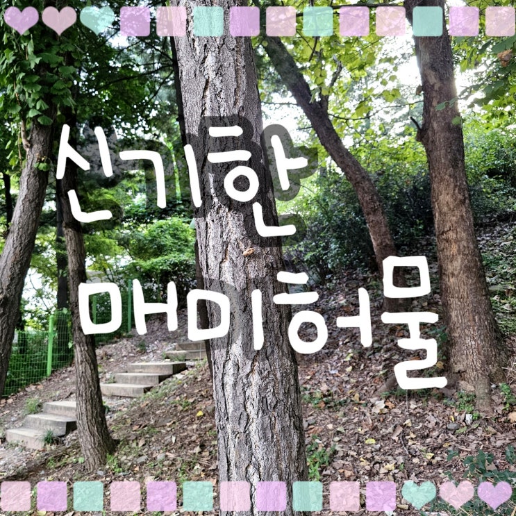  신기한 매미 허물 그리고 곤충 짝짓기 단체 비행