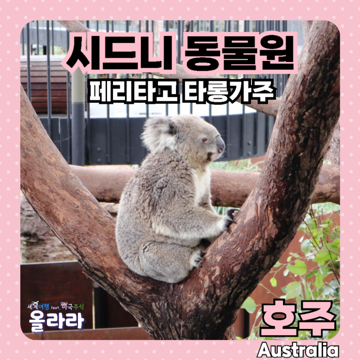  호주 시드니 여행 타롱가 동물원 ZOO 추천 물개쇼 버드쇼
