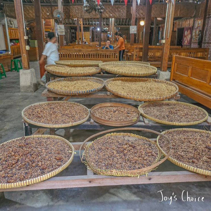  인도네시아 족자카르타 사향고양이 있는 루왁커피 카페 Kopi Luwak Mataram