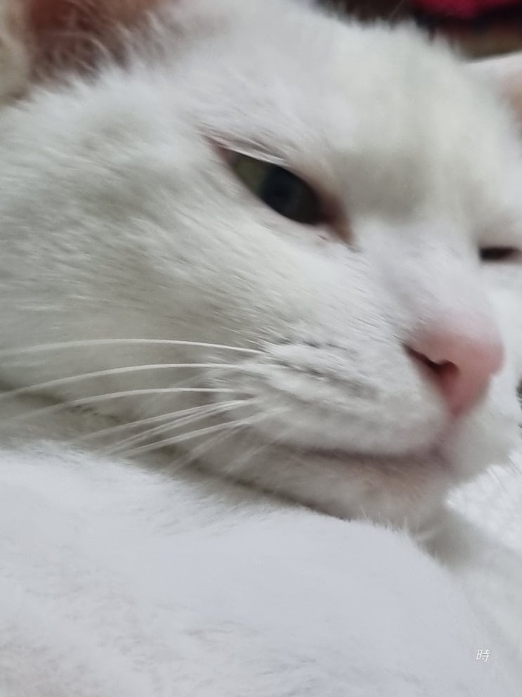  가끔 사람인지 헷갈려