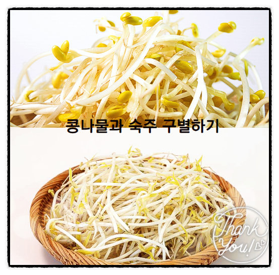  숙주효능 콩나물과 구분하기