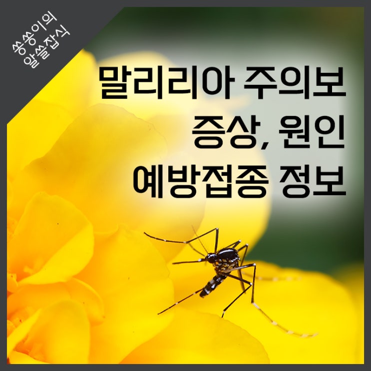 <b>말라리아</b> 주의보 증상, 원인, 예방접종 정보