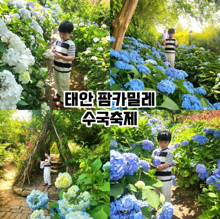  태안 팜카밀레 허브농원- 수국 축제