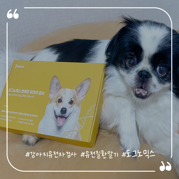  강아지건강관리 강아지혈통검사 도그노믹스 반려견유전자검사키트