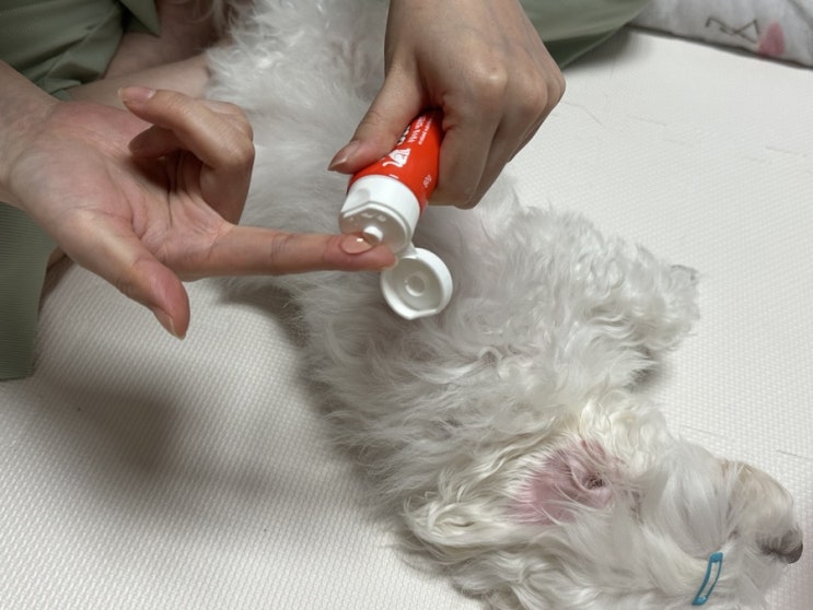  강아지 칫솔없이 바르는치약으로 치아관리 후기