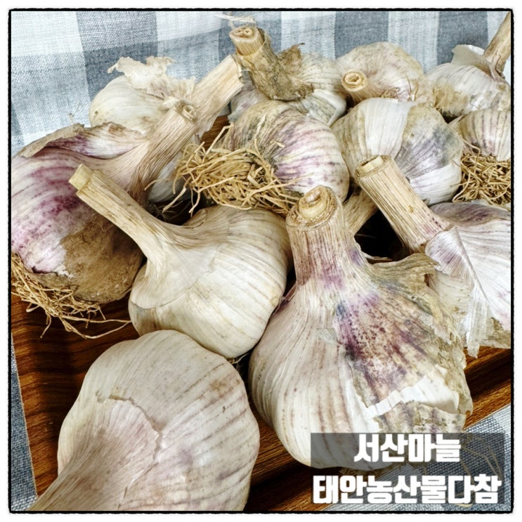 태안농산물다참 서산마늘 햇마늘로 마늘장아찌 만들어보았어요