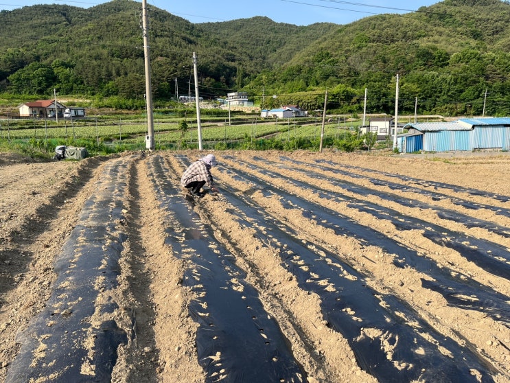  참깨 들깨 파종후기