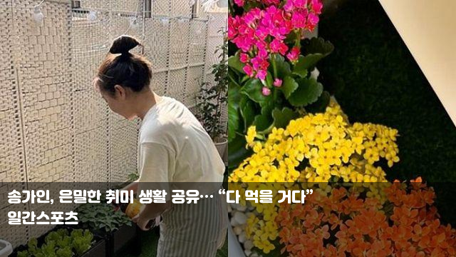송가인, 은밀한 취미 생활 공유… “다 먹을 거다” "잘못한... 