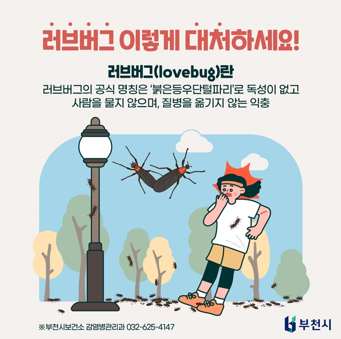  러브버그 퇴치 러브버그 익충이지만 어쩔 수 없습니다.