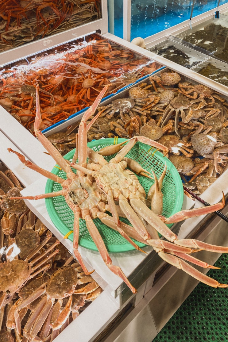  주문진좌판풍물시장 대게 나만의 흥정 방법 크고 잘생긴 놈 고르기