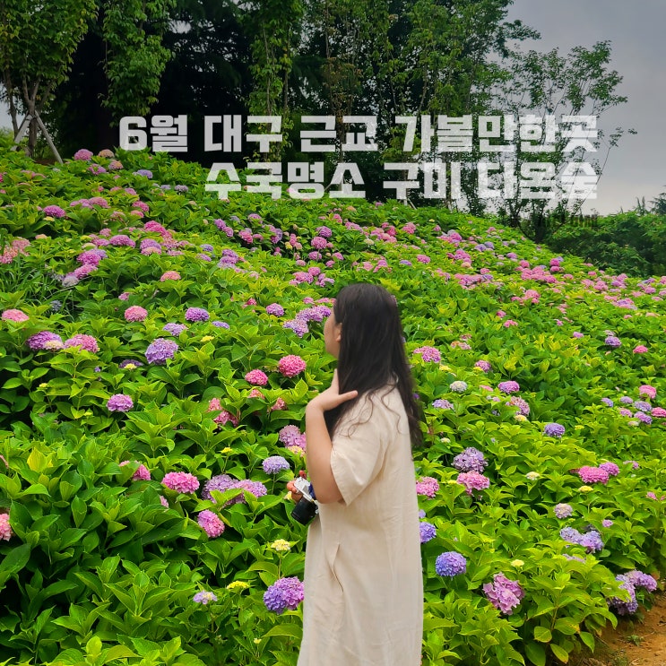  6월 대구 근교 가볼만한곳, 수국 구경, 구미 다온숲