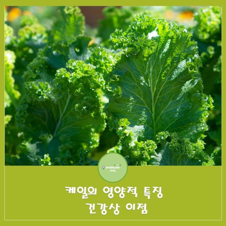  케일의 영양적 특징과 건강상 이점 알아보기