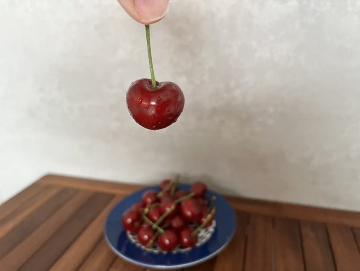  경주다다팜 체리 경주체리의 맛을 집에서: 올바른 장마당 프리미엄 생체리 후기