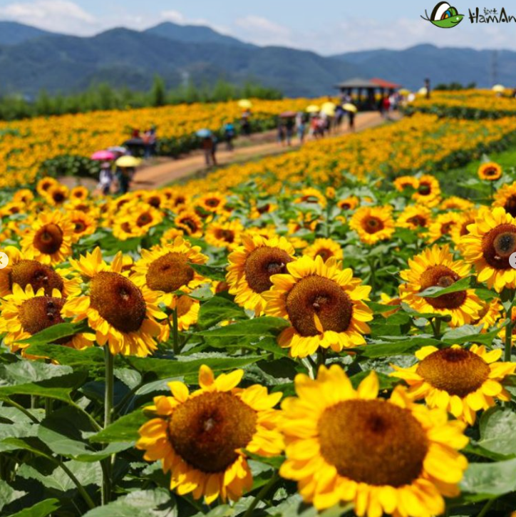  경남 함안 강주 해바라기 축제 6.22일 조기 개최 기본 정보, 주차장 여행지 추천