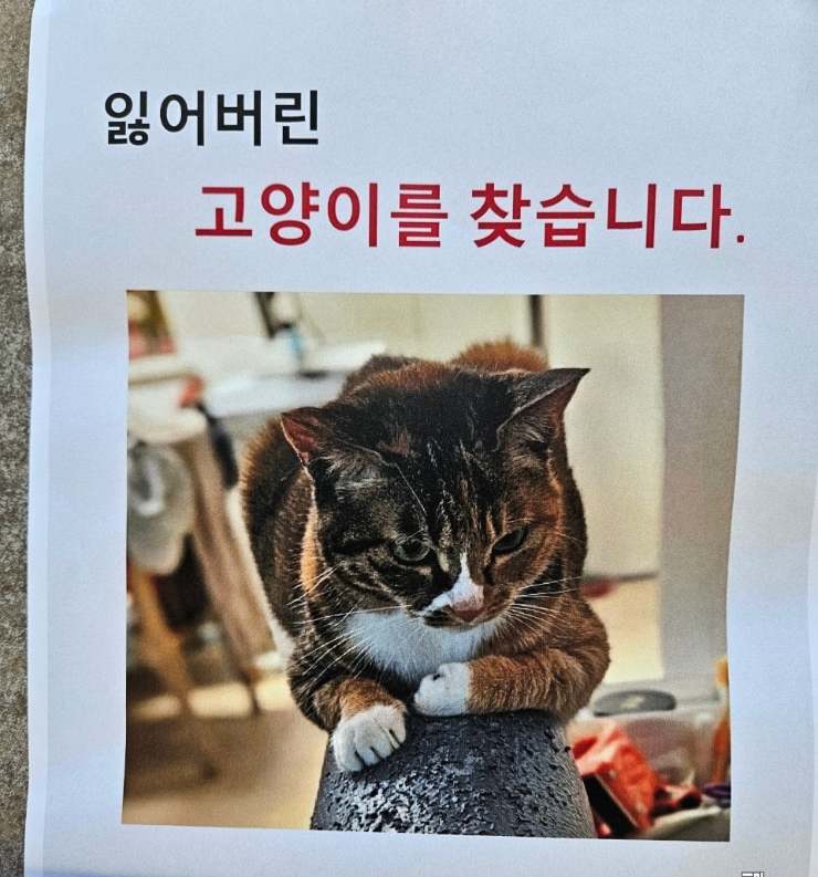  김관채 고양이탐정 후기/ (충남 논산) 실종된지 5일된 고양이 구조