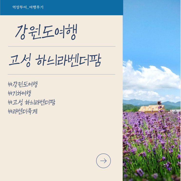  [강원도 기차여행] 고성하늬라벤더 팜: 라벤더축제