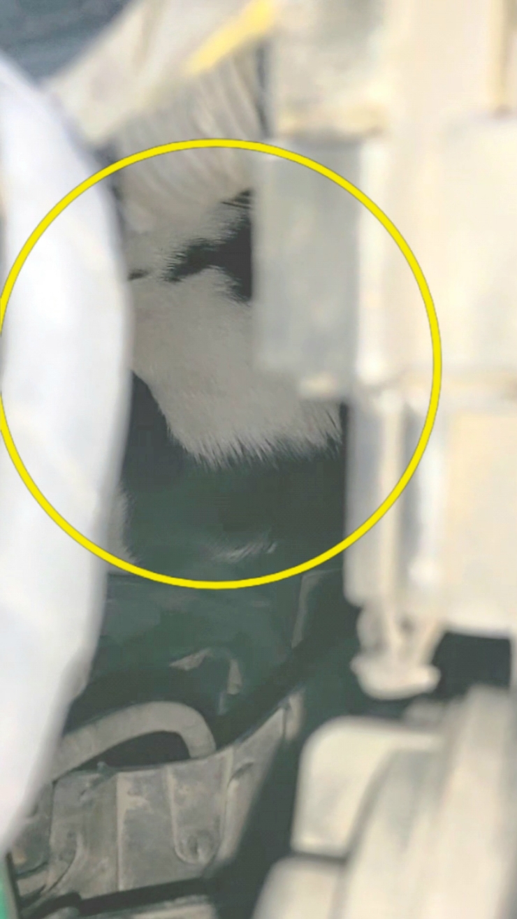  김관채 고양이탐정 후기/ (충남 천안) 아파트 3층에서  추락한후 멀리 도주해서 자동차 엔진룸에 들어간 고양이 구조