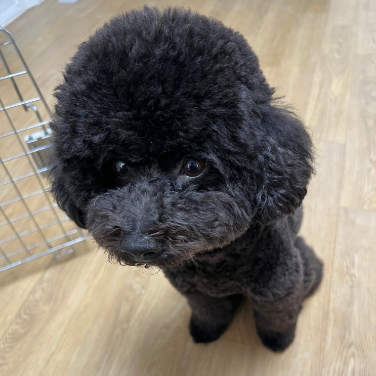  강아지 중성화수술 시기 비용 지원 장단점