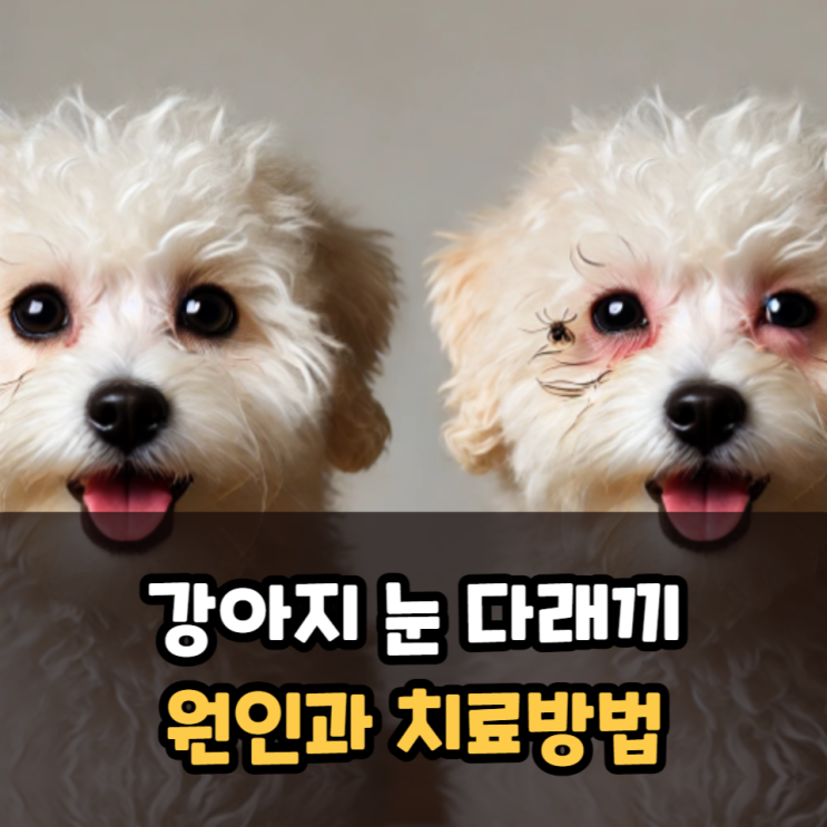  강아지 눈 다래끼 원인과 치료(수술, 안약, 안연고)