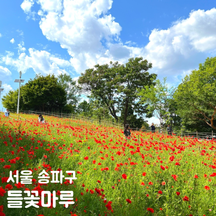  송파구 놀거리 올림픽공원 들꽃마루 양귀비 유채꽃 가는법
