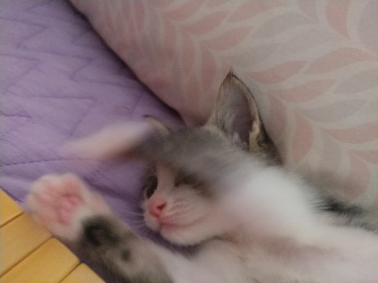 저희집 둘째 별이를 소개합니다~~!