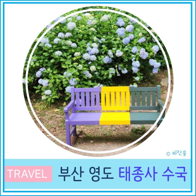  부산 태종대 태종사 수국 2024 실시간 개화상태 주차 다누비열차